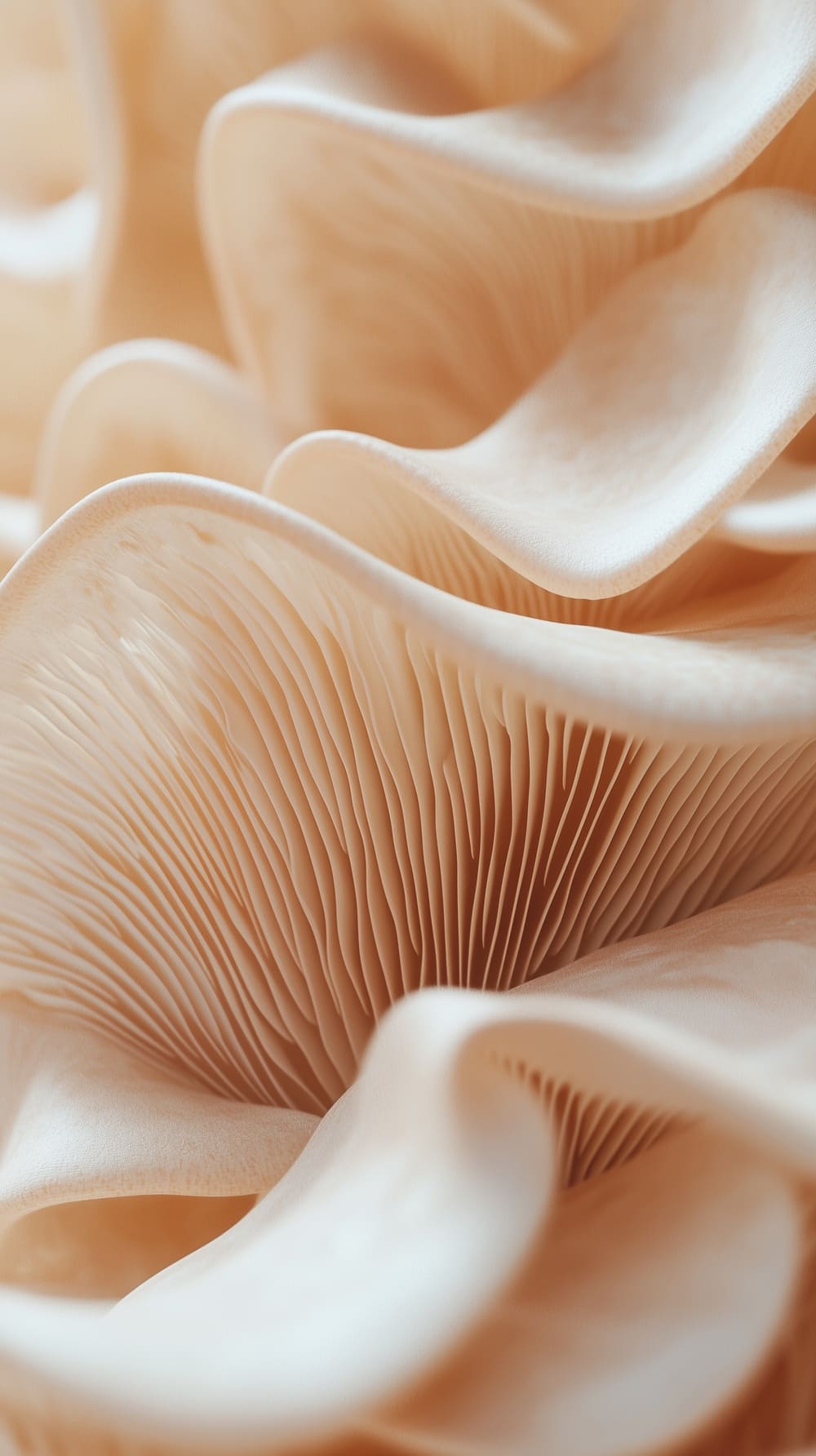 Close-up of the delicate creamy gills on the underside of overlapping mushroom caps.